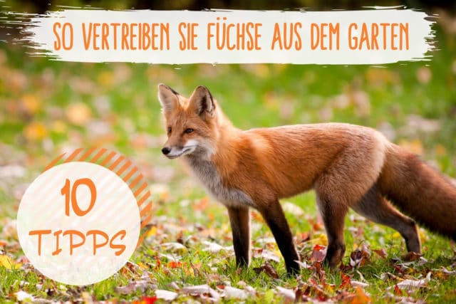 Fuchs aus dem Garten vertreiben