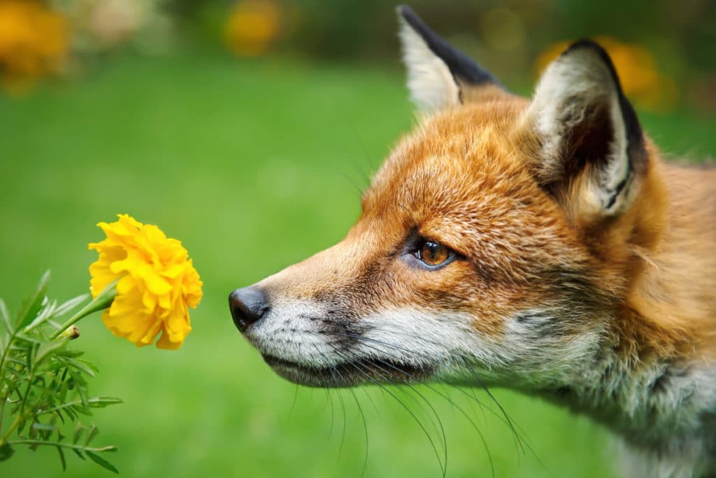 Fuchs aus dem Garten vertreiben Gartendialog.de