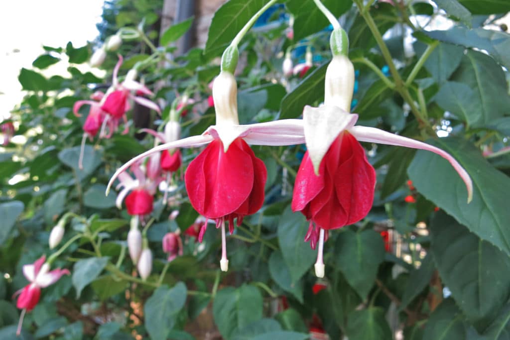 Fuchsien