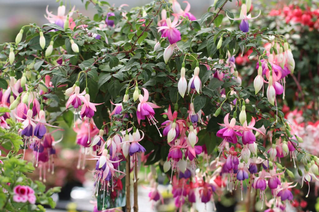 Fuchsien, Fuchsia