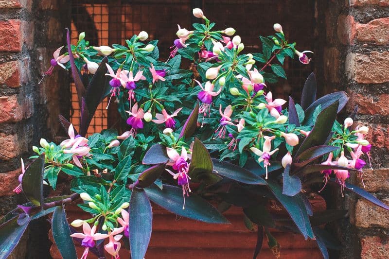 Fuchsien (Fuchsia) auf Fensterbrett