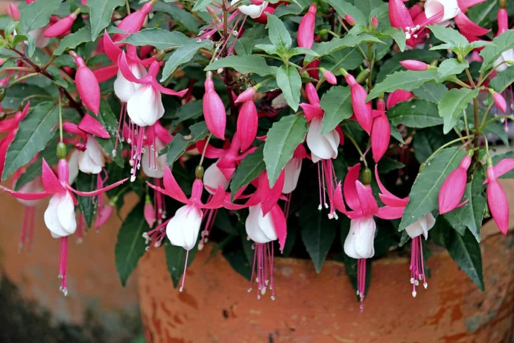 Fuchsia