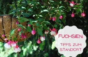 Fuchsien Standort