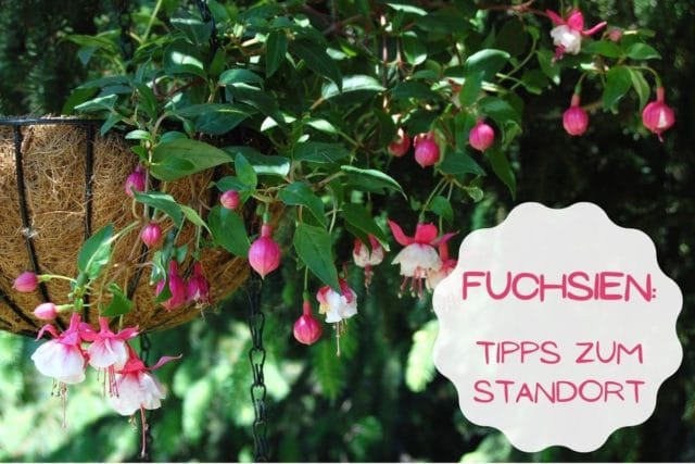 Fuchsien Standort