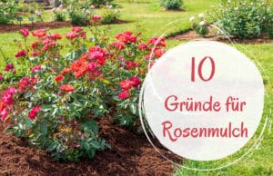Rosenmulch