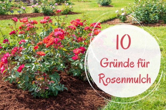 Rosenmulch