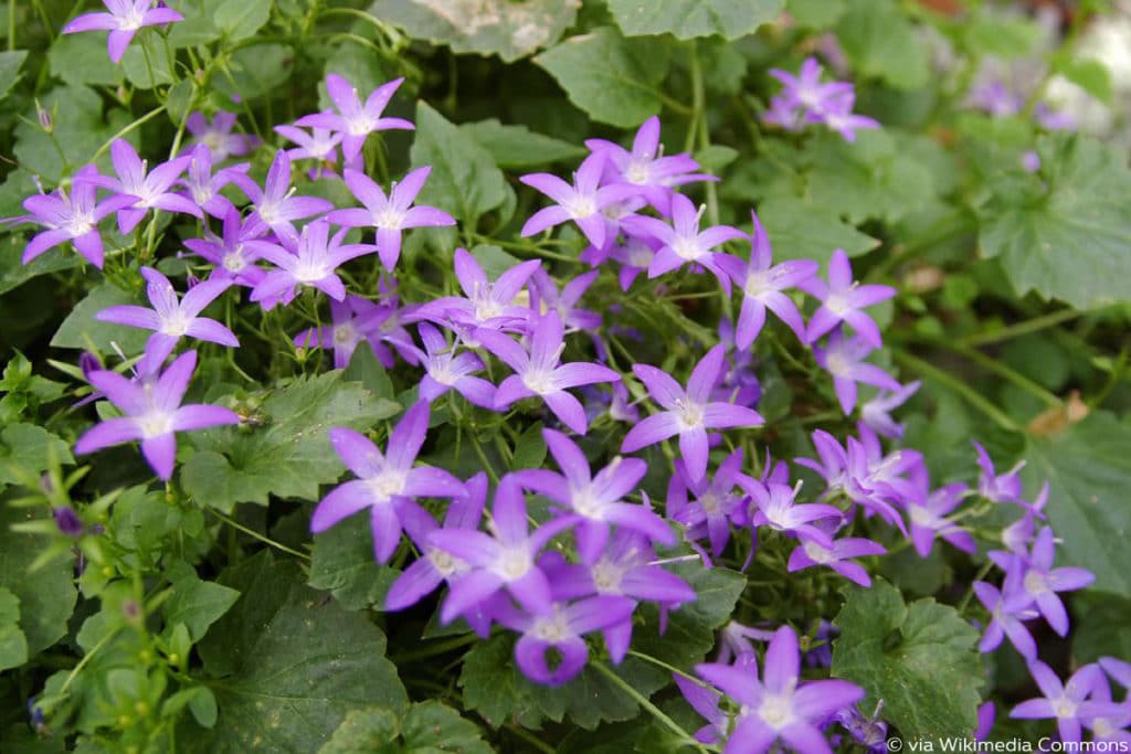 Hängepolster-Glockenblume (Campanula poscharskyana)