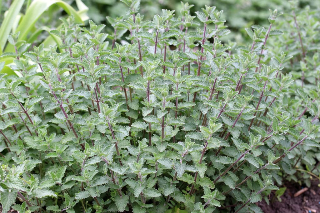 Hybrid-Katzenminze (Nepeta × faassenii), Bodendecker