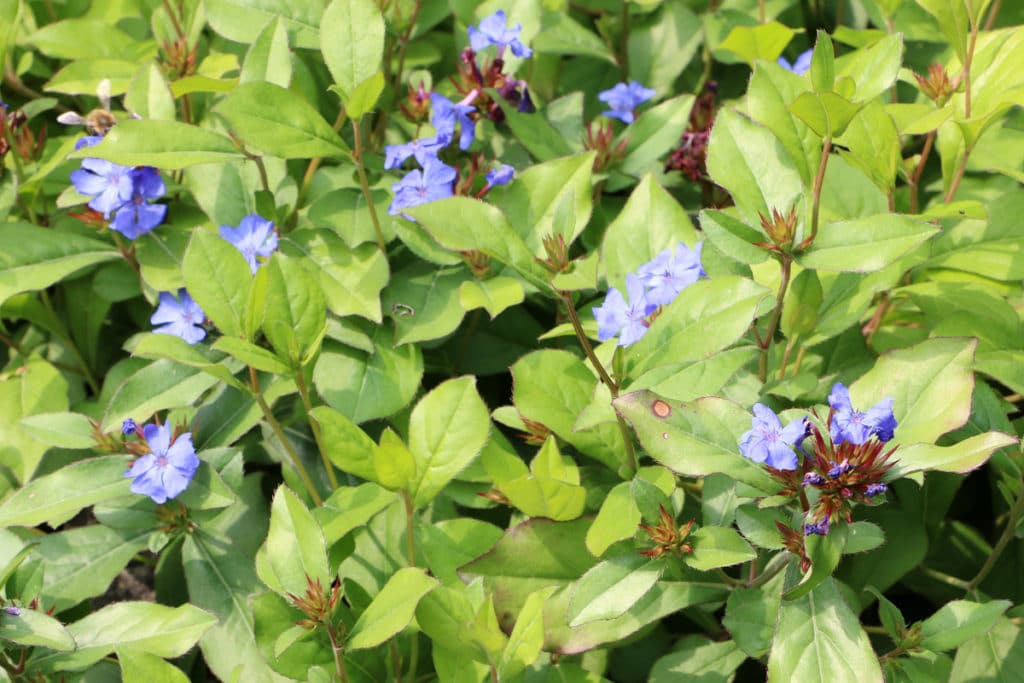 Kriechende Hornnarbe (Ceratostigma plumbaginoides)