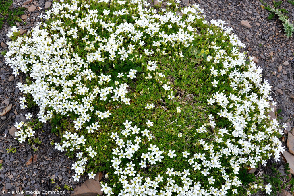 Kriechendes Gipskraut (Gypsophila repens)