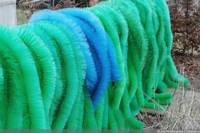 Laichzeit: wann laichen Karpfen im Teich? - Gartendialog.de