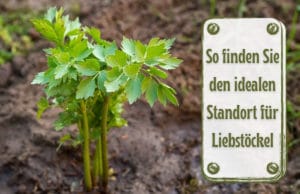 Standort Liebstöckel