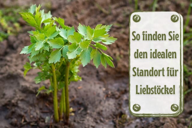 Standort Liebstöckel