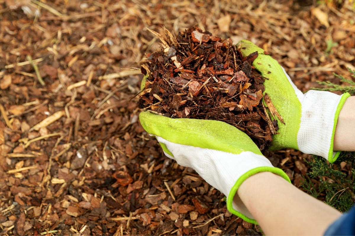 Mulch, mulchen