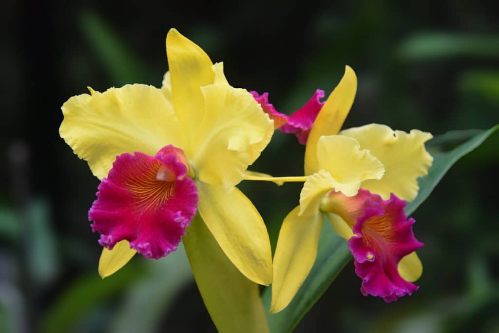 Cattleya