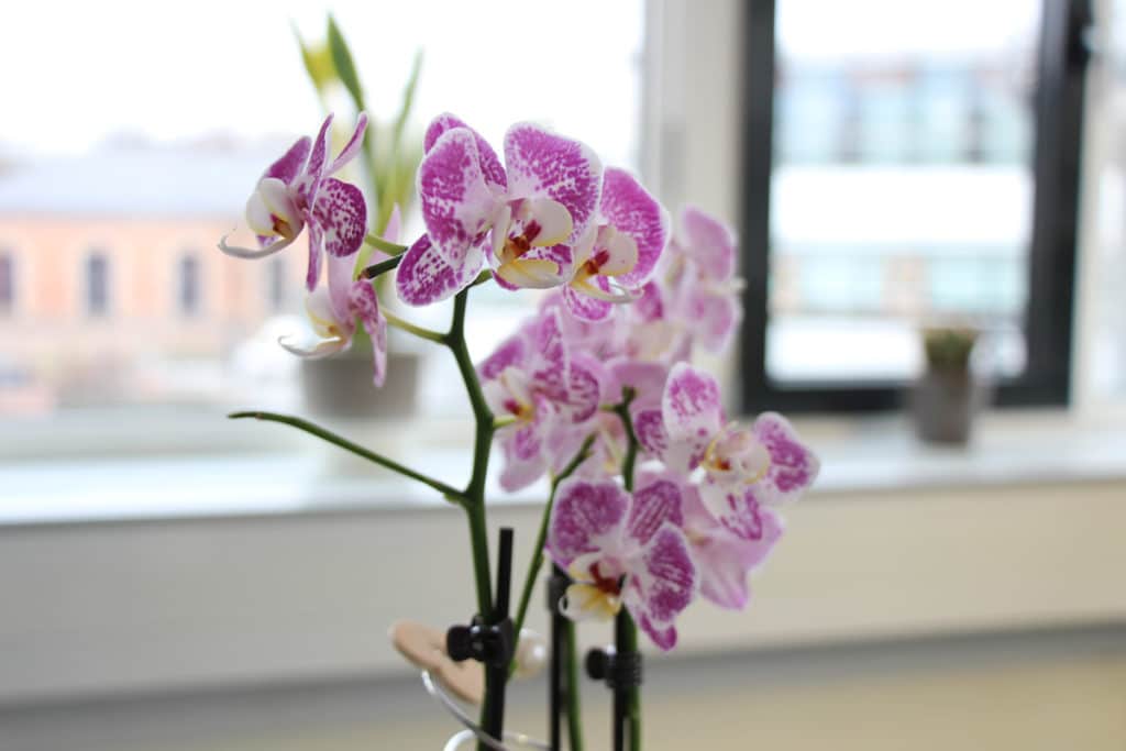 Orchidaceae, Phalaenopsis