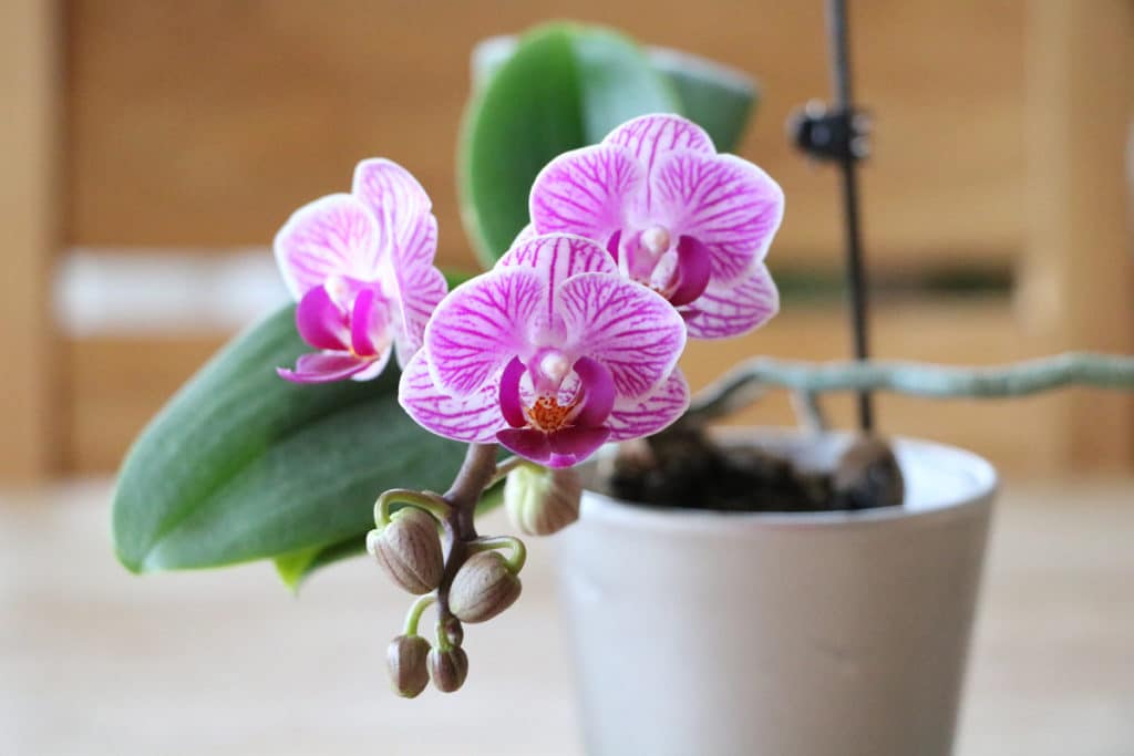 Standort Orchideen