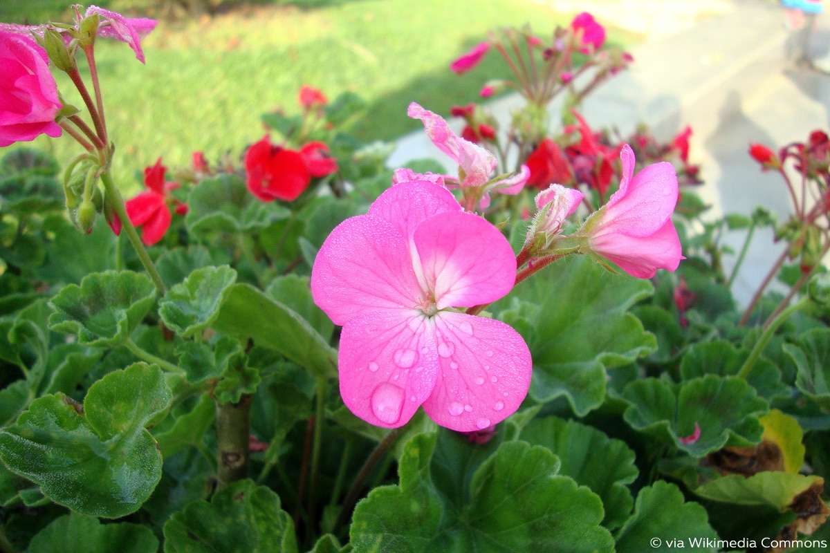 Pelargonium × hortorum