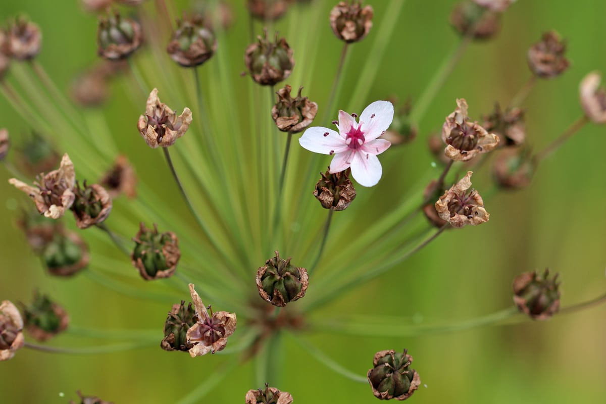 Pfeilkraut (Sagittaria sagittifolia)