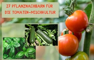 Pflanznachbarn, Tomaten-Mischkultur