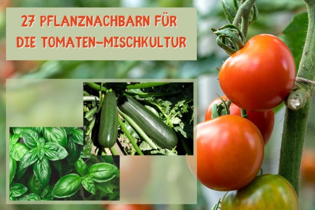 Pflanznachbarn, Tomaten-Mischkultur