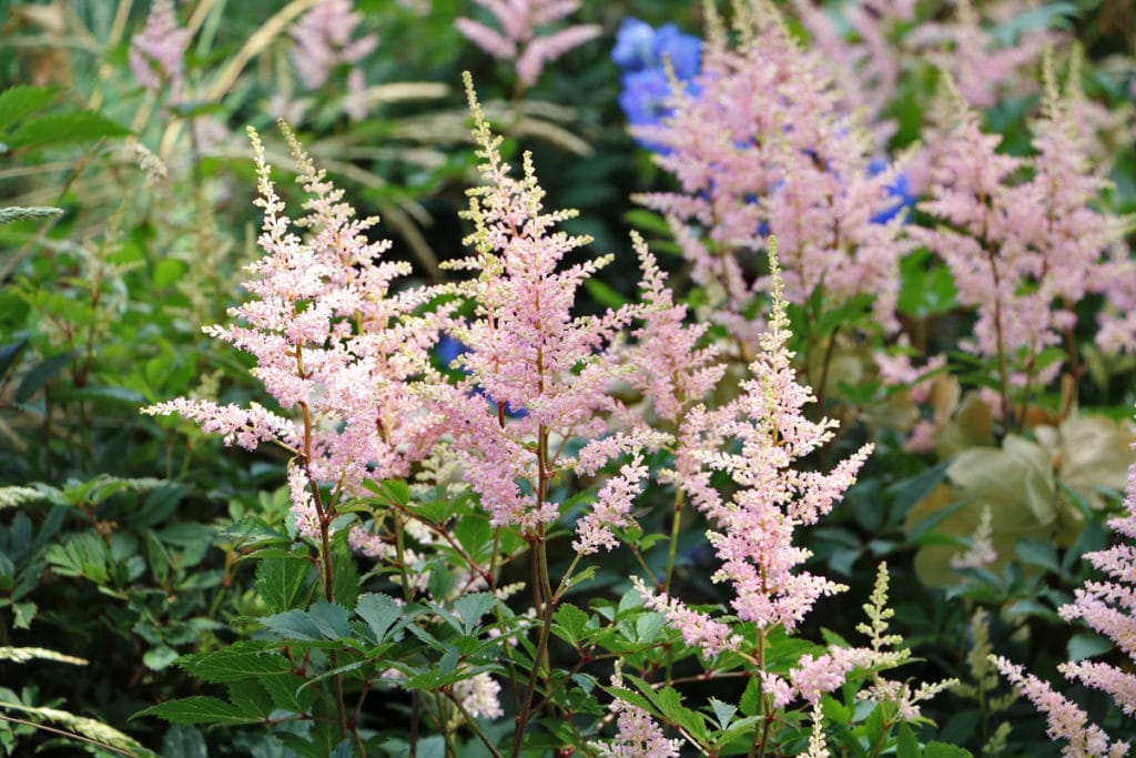 Bodendecker für Schatten und Halbschatten - Prachtspiere (Astilbe)