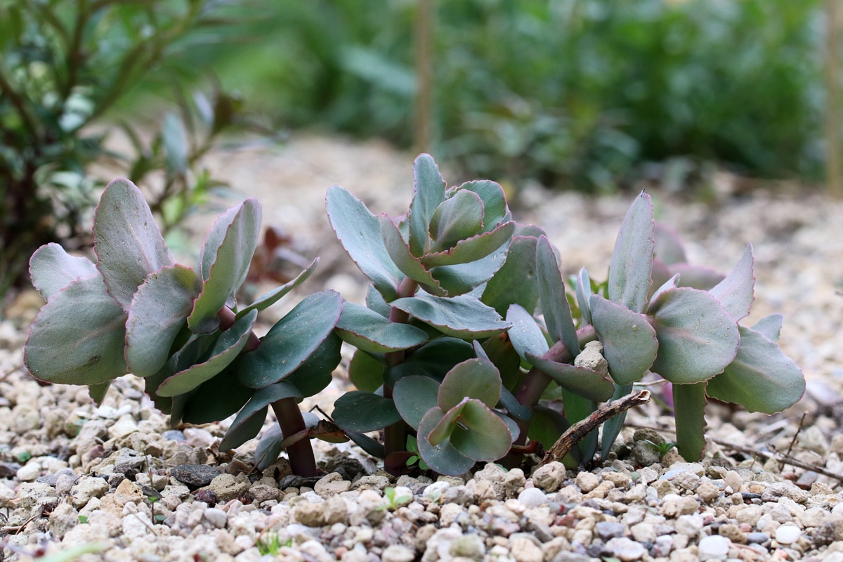 Purpurfarbene Fette Henne (Sedum telephium)