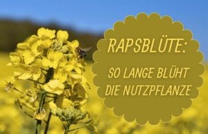 Raps Blütezeit