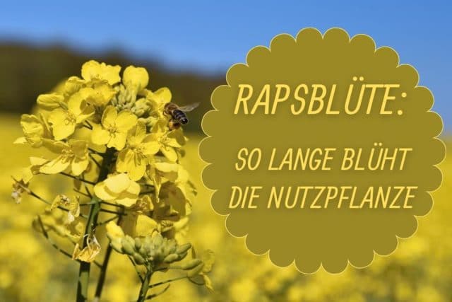 Raps Blütezeit