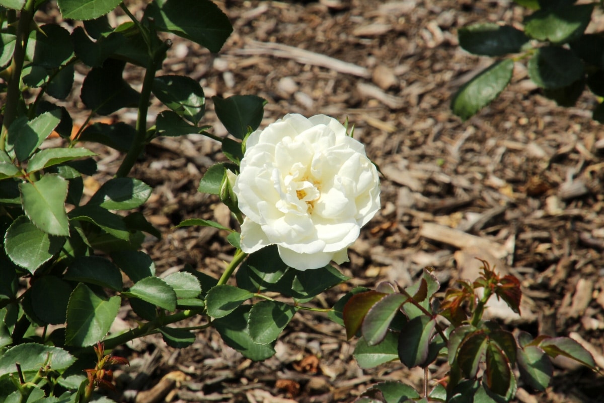 Rosenmulch