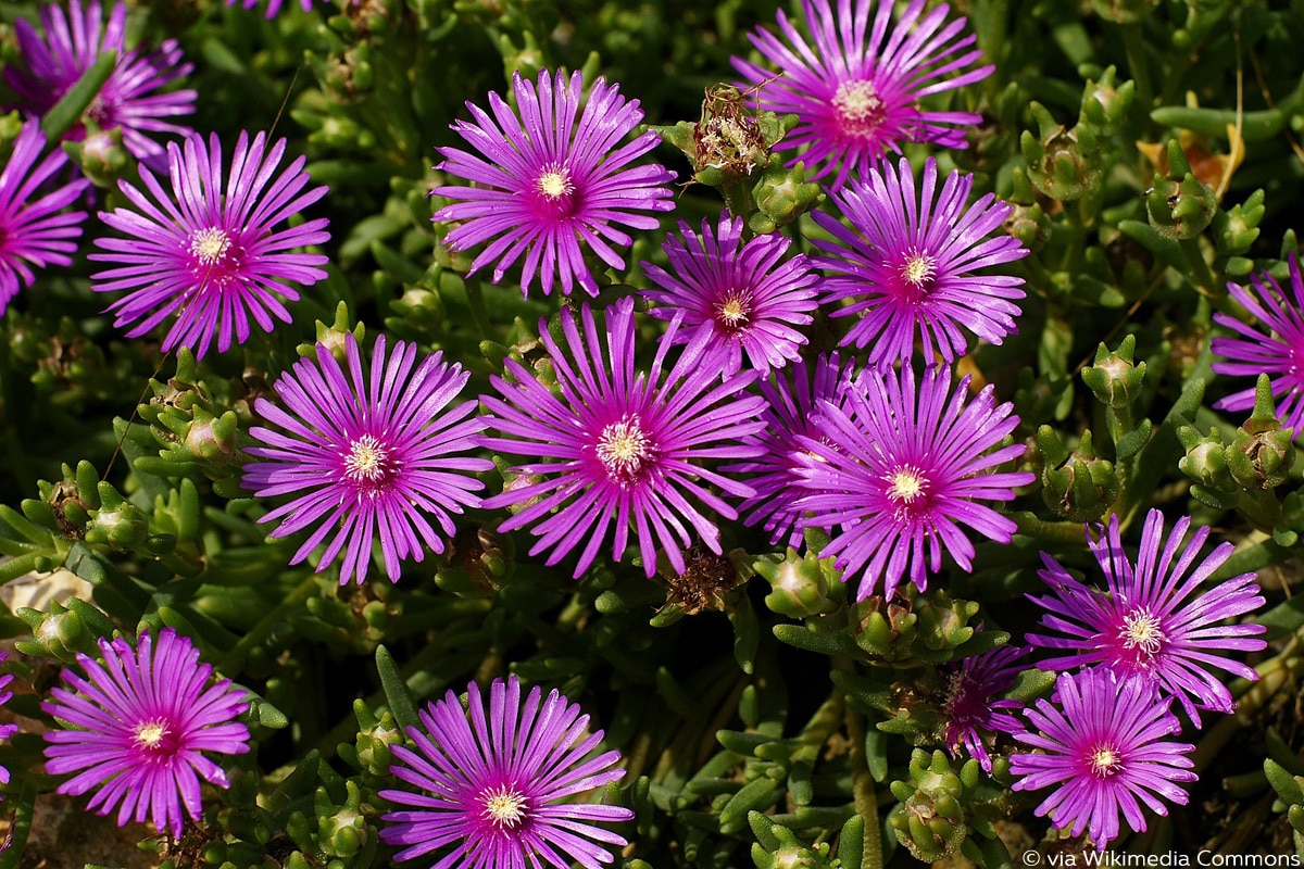 Rote Mittagsblume (Delosperma cooperi)