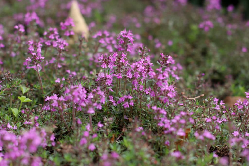 Essbare Wildkräuter - Sand-Thymian (Thymus serpyllum)