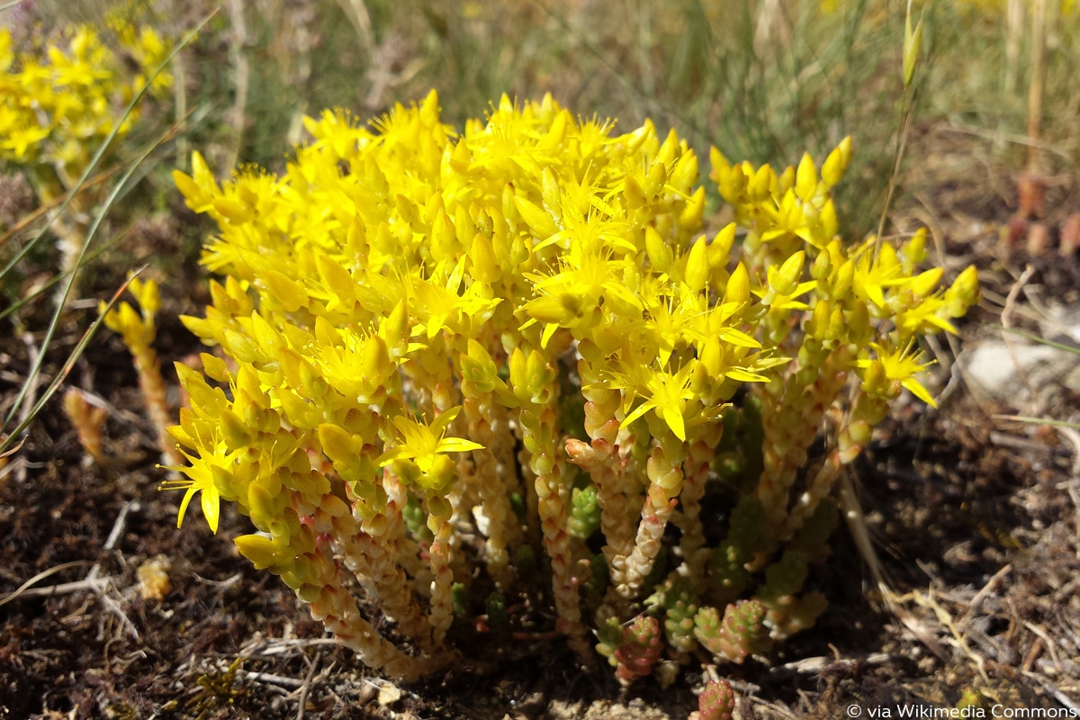 Scharfer Mauerpfeffer (Sedum acre), Bodendecker