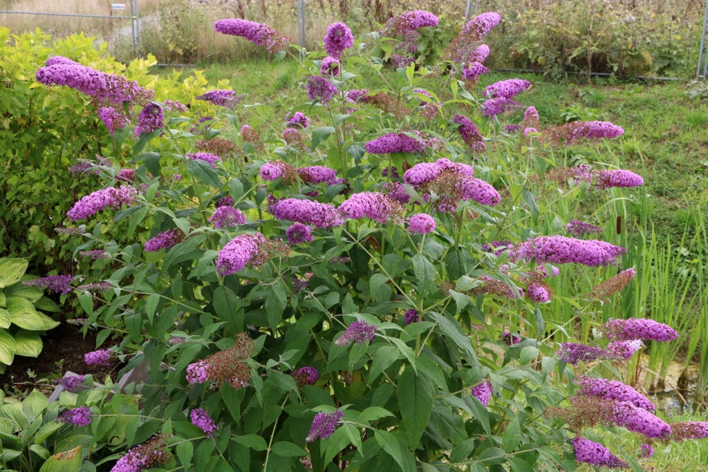 Sommerflieder (Buddleja)