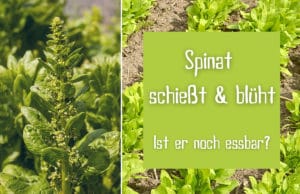 Spinat schießt