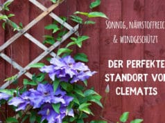 Standort Clematis