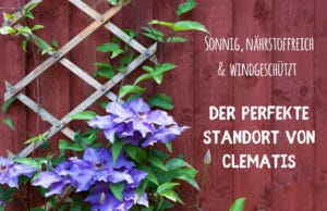 Standort Clematis