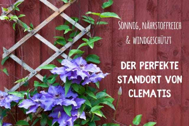 Standort Clematis