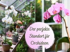 Standort Orchideen