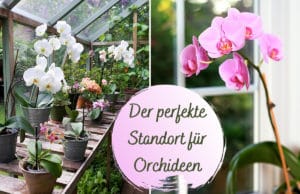 Standort Orchideen