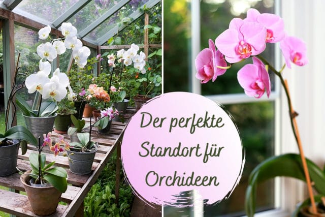 Standort Orchideen