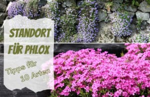 Standort Phlox