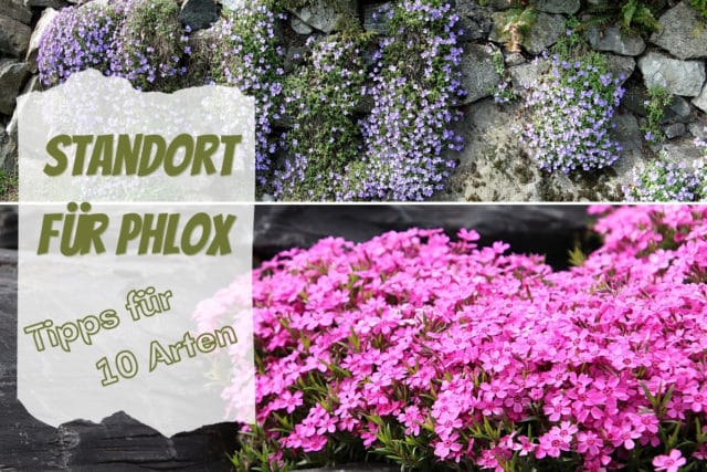 Standort Phlox