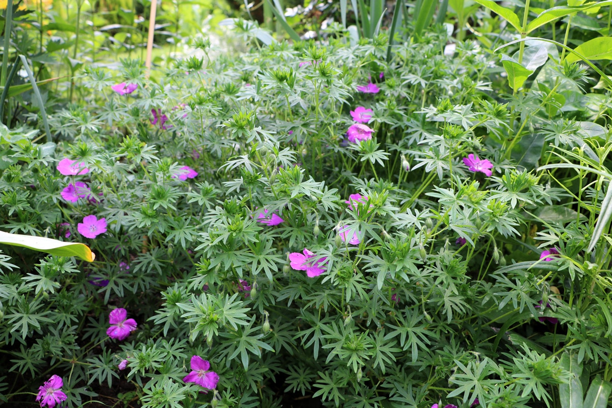 Storchschnabel, Geranium