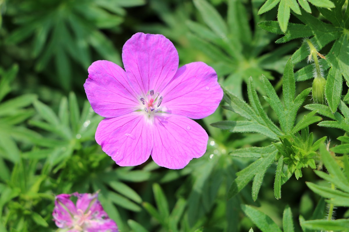 Storchschnabel, Geranium