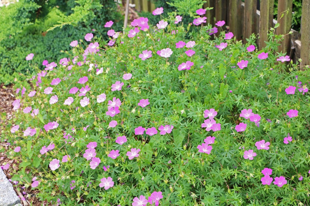 Storchschnabel, Geranium, Pflanzen schneiden