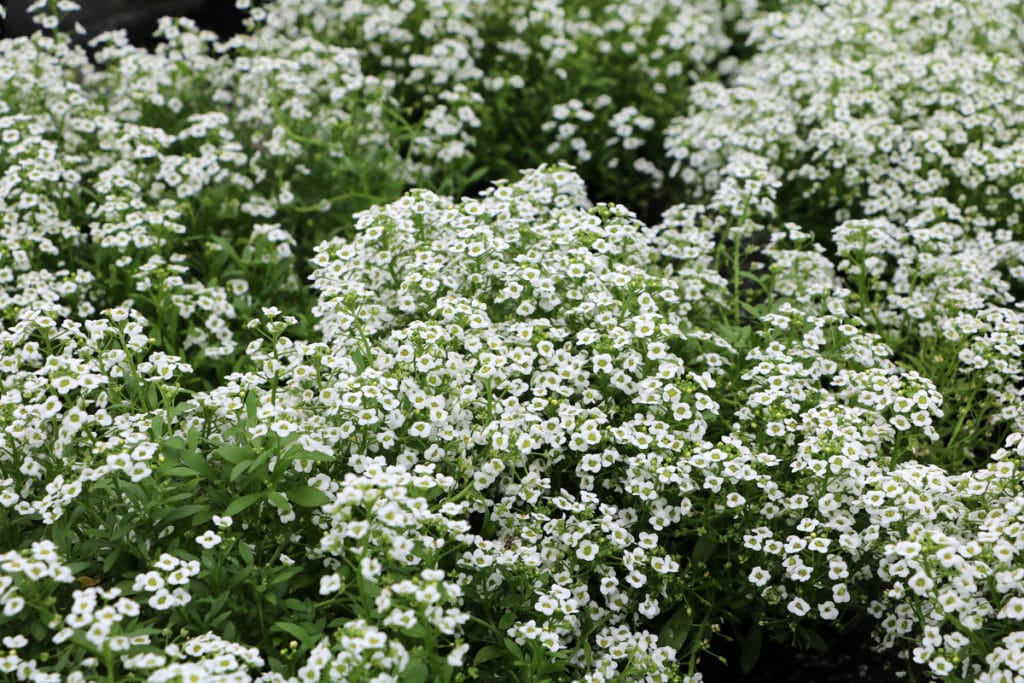 Strand-Silberkraut (Lobularia maritima), Bodendecker