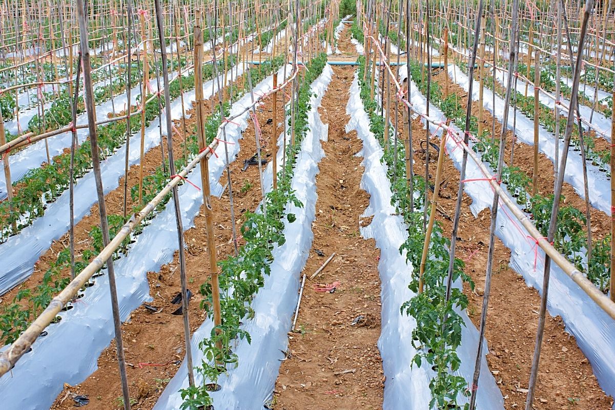 Tomaten schützen Bodenfrost