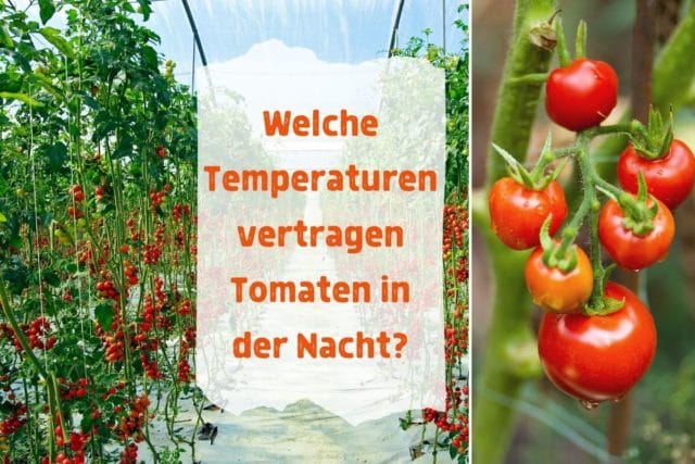 Tomanten, Temperaturen nachts