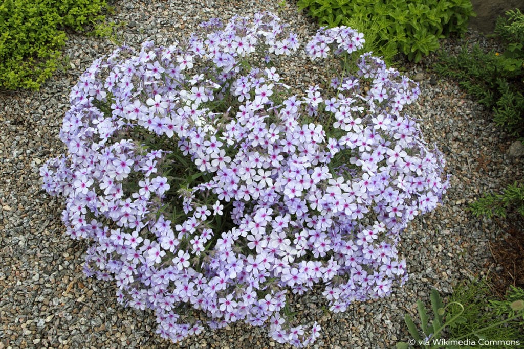 Waldphlox (Phlox divaricata)